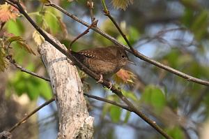 Wren, House, 2025-05087647 Parker River NWR, MA
